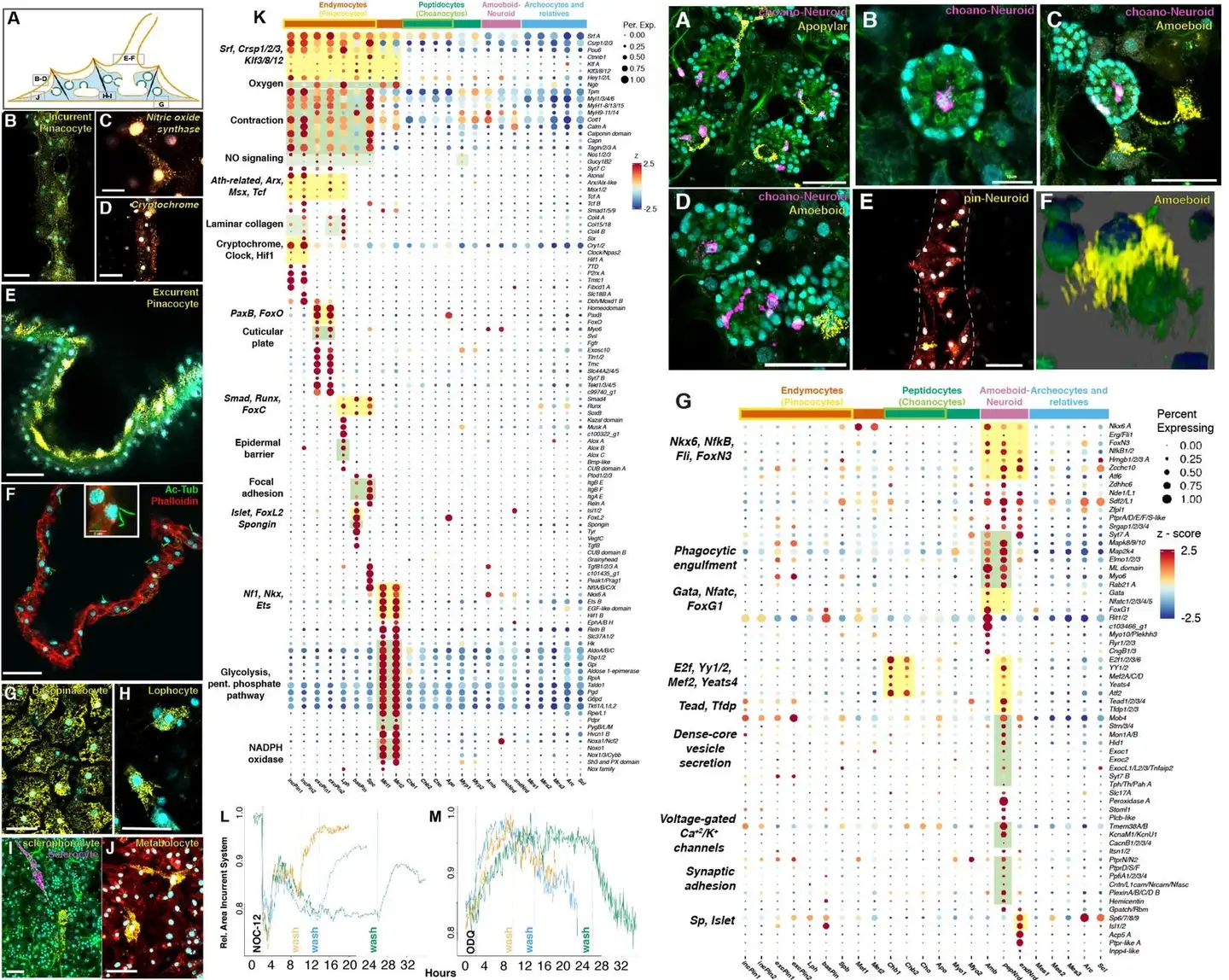 Sponge cells hint at origins of nervous system