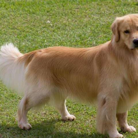 大型犬 知乎 大型犬 知乎
