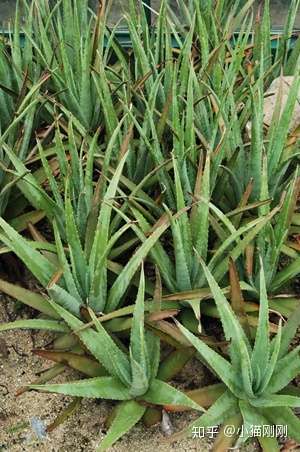 芦荟(白夜城,中华芦荟,库拉索芦荟,aloe barbadensis)学名:aloe vera