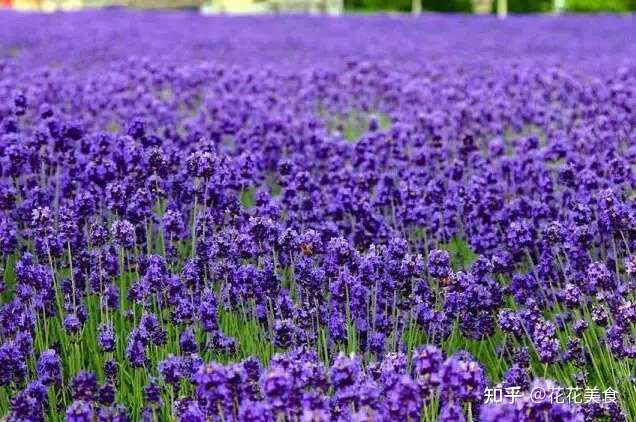 50种蓝紫色的花卉植物 美到令人窒息 知乎