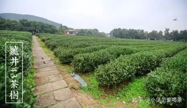 透视面料有哪些（透视干