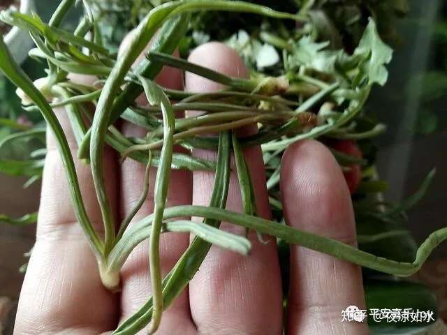 野菜正当时健康食用有讲究 知乎