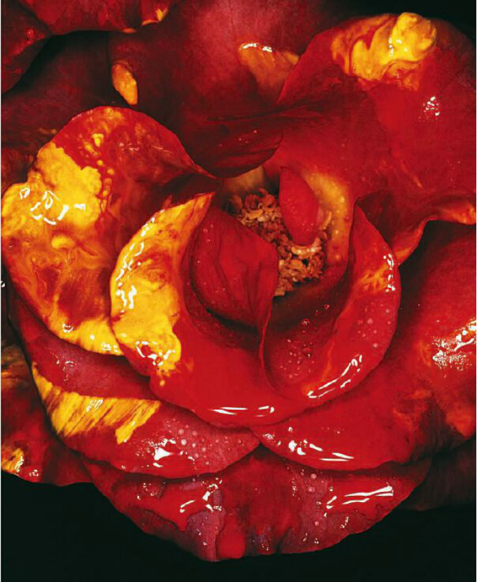 《情色花系列》,araki nobuyoshi荒木经惟