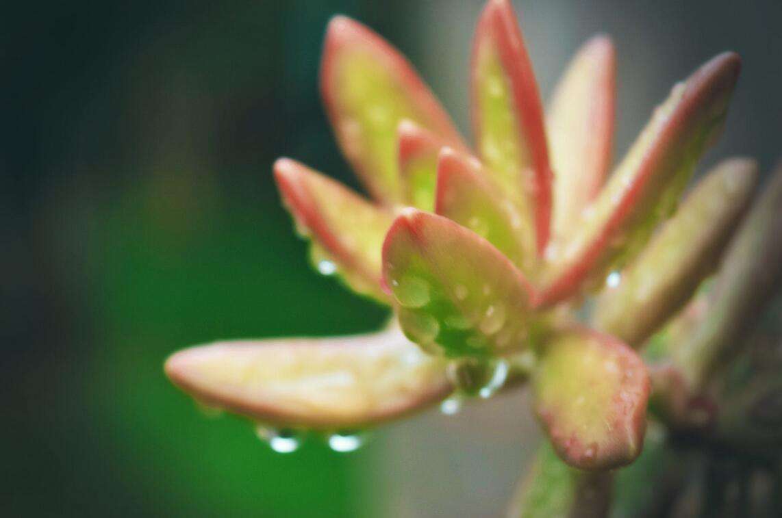 梅雨季来袭 你的多肉和内裤还好么 知乎