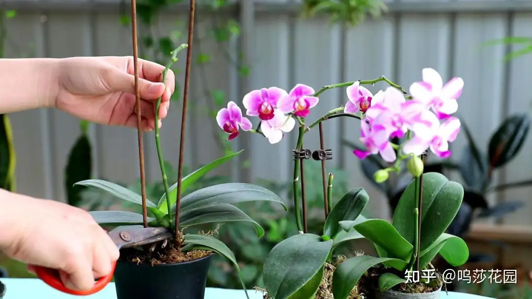 做对了这几件事 蝴蝶兰能养100年 知乎