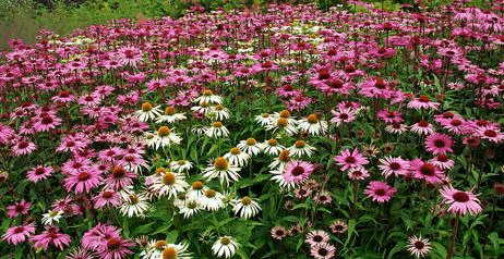 园林绿化为何大量采用耐寒宿根花卉 知乎