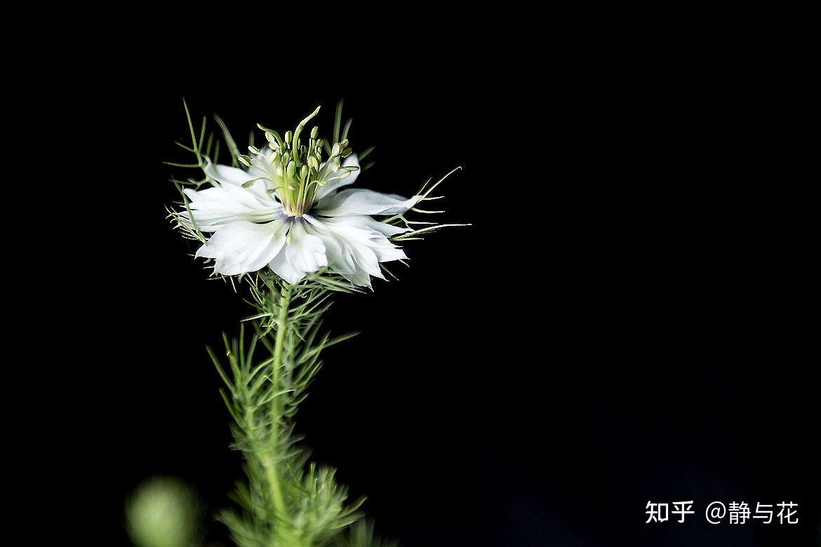 识花小记 黑种草 知乎