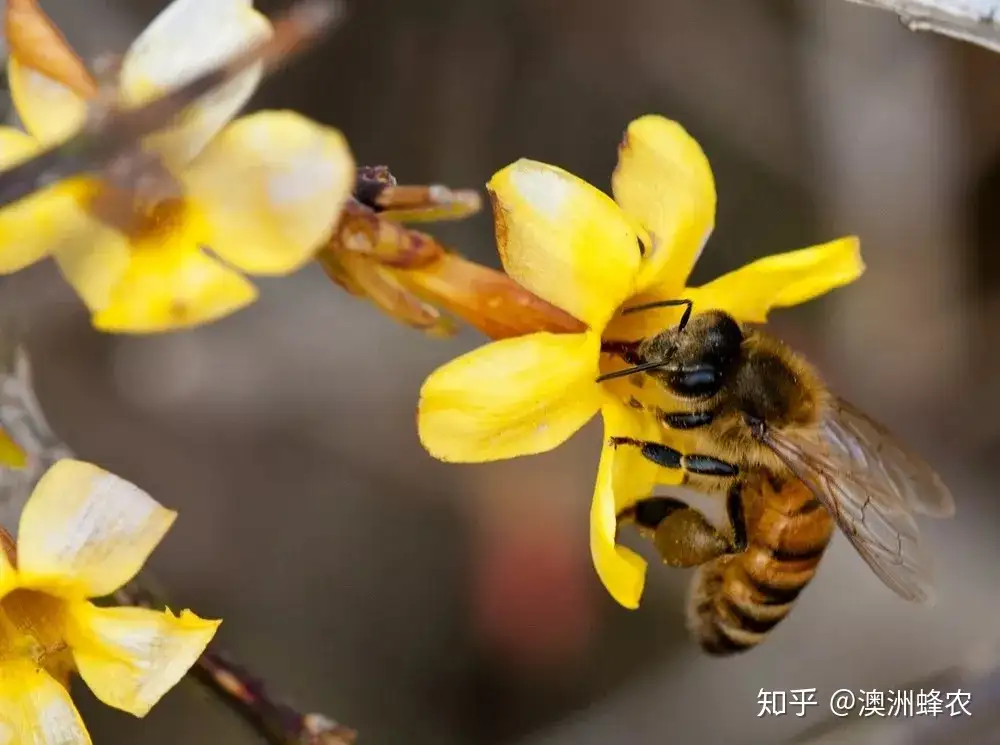 吃深色蜜好还是浅色蜜好 知乎 吃深色蜜好还是浅色蜜好 知乎