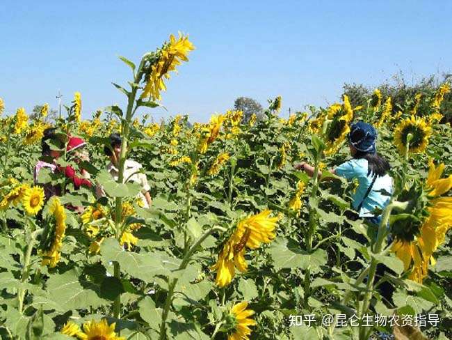 向日葵重茬根腐用什么杀菌剂好 向日葵烂根打什么药 向日葵烂根防治用根小子微生物菌肥 知乎