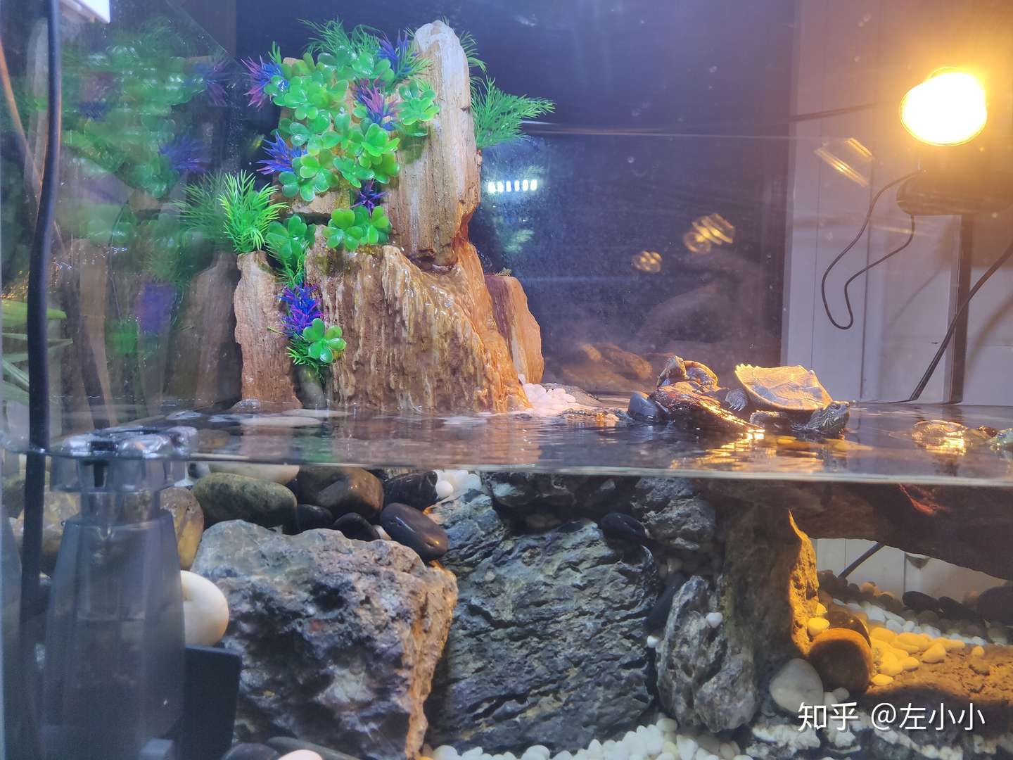 如何给龟缸造景 以及养好小乌龟 知乎