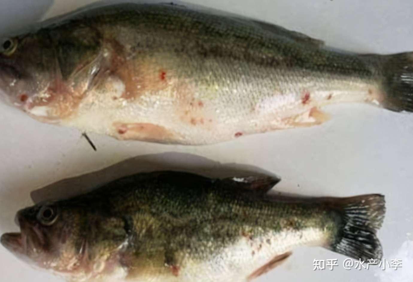 加州鲈鱼别再跑了 你的救星到了 知乎