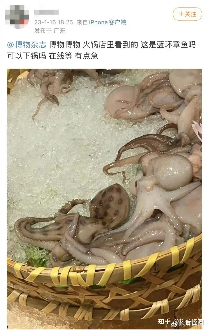 吃火锅吃出蓝环章鱼，海洋最毒生物之一，被咬了该怎么办？（吃蓝环章鱼会死吗）