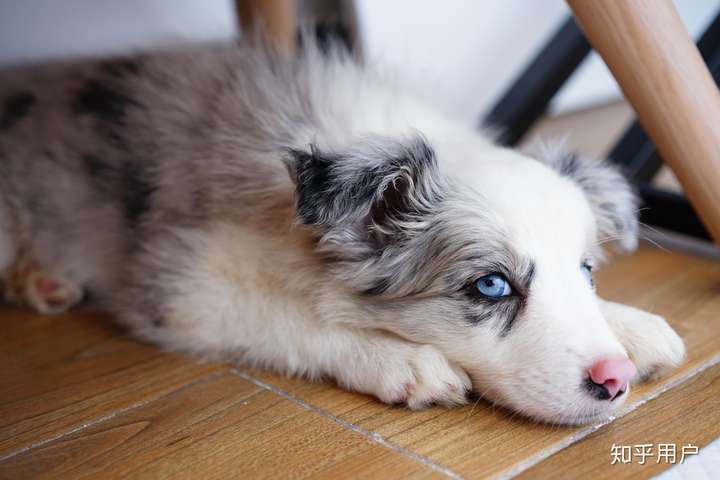 边境牧羊犬能可爱到什么程度?