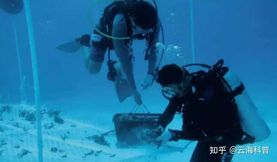 在南海 种珊瑚 知乎