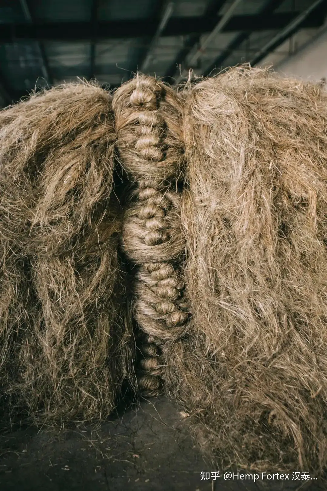 从大麻地到大麻成品- 知乎