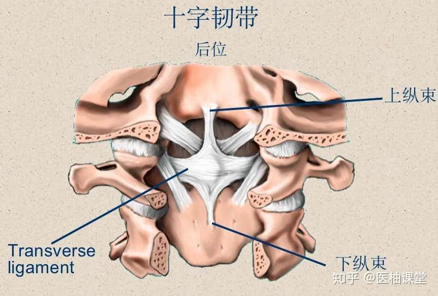 脊柱超详细解剖 高清图文版 知乎