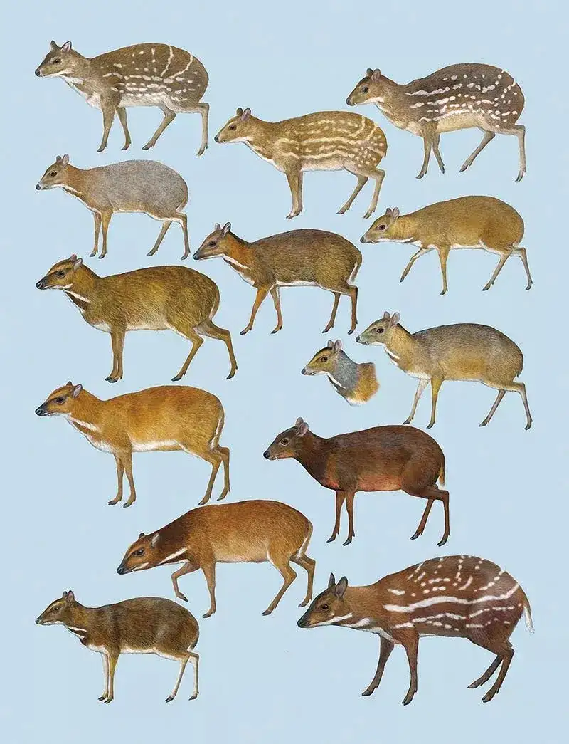 珍稀物种图鉴 鼷鹿 小别致长得真东西 知乎