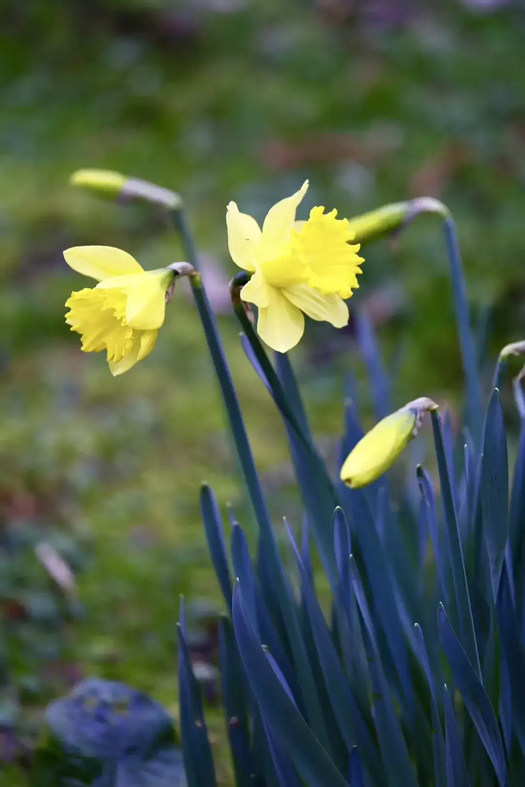 终日灿烂着的美鸭 罂粟花 大丽花 风信子 黄水仙 英国花季花期独家盘点 英国小众旅行攻略 知乎