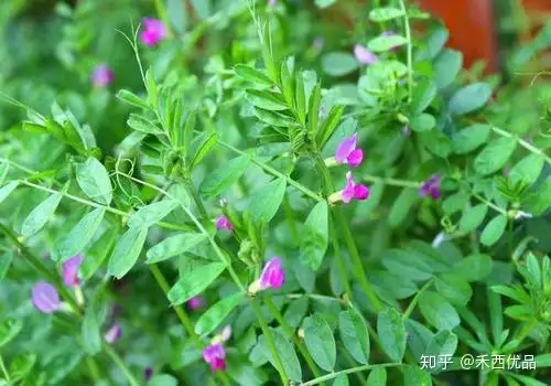 苜蓿草可以当兔兔主粮吗 知乎