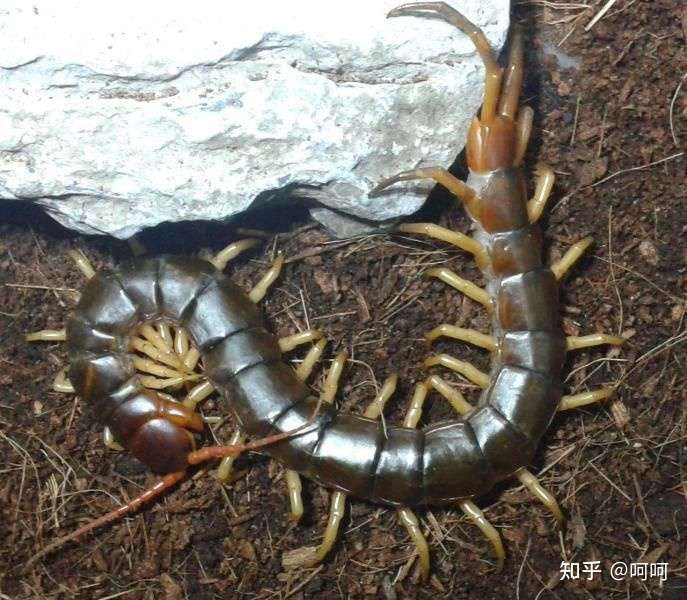 老挝三色蜈蚣图片