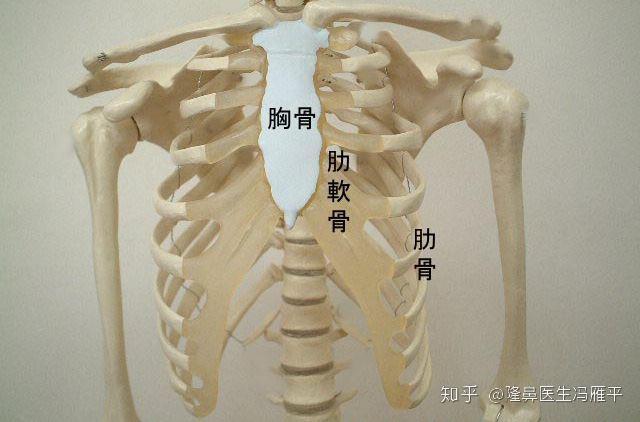 肋骨是完全钙化的骨质, 而软骨也就是脆骨,肋骨和肋软骨共同组成胸廓