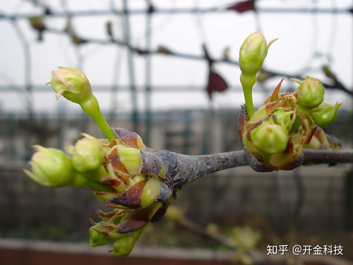 寒冷天气 植物保花保果需要采取什么措施 知乎