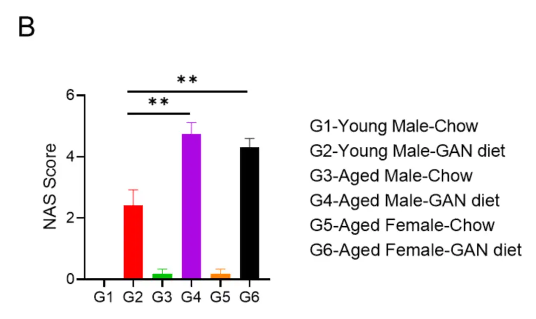 GAN饮食诱导NASH模型| 老龄鼠再展新风采，助力NASH药物研发- 知乎