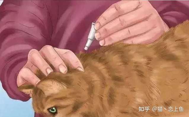 如何在家自己给猫体内外驱虫！ - 知乎