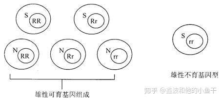 植物雄性不育 质核互作不育与核不育 知乎