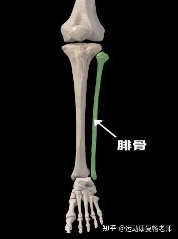 腓骨和胫骨的位置图图片