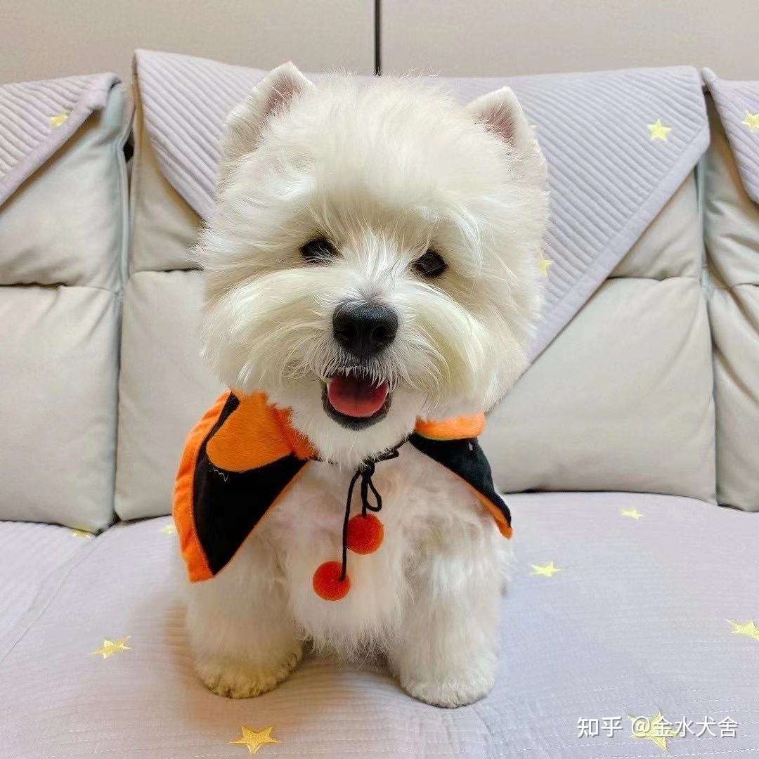 西高地刚毛软毛 坚决抵制无序繁殖西高地 让你真正了解西高地 知乎