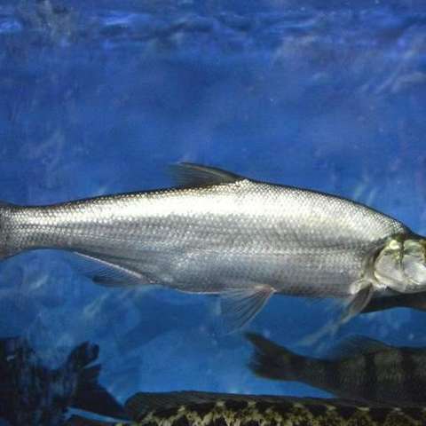 翘嘴鱼学名翘嘴红鲌,体型较大,体细长,侧扁,呈柳叶形.