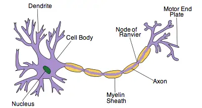 are conducted from receptors to the cns by sensory neurons