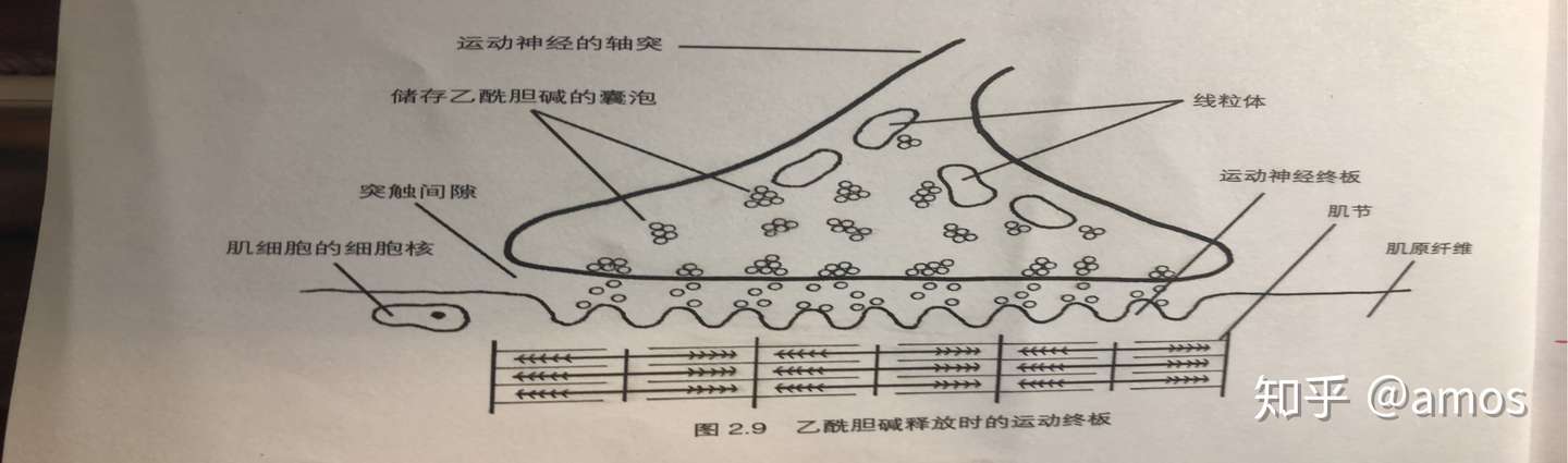 第一节肌肉系统 知乎