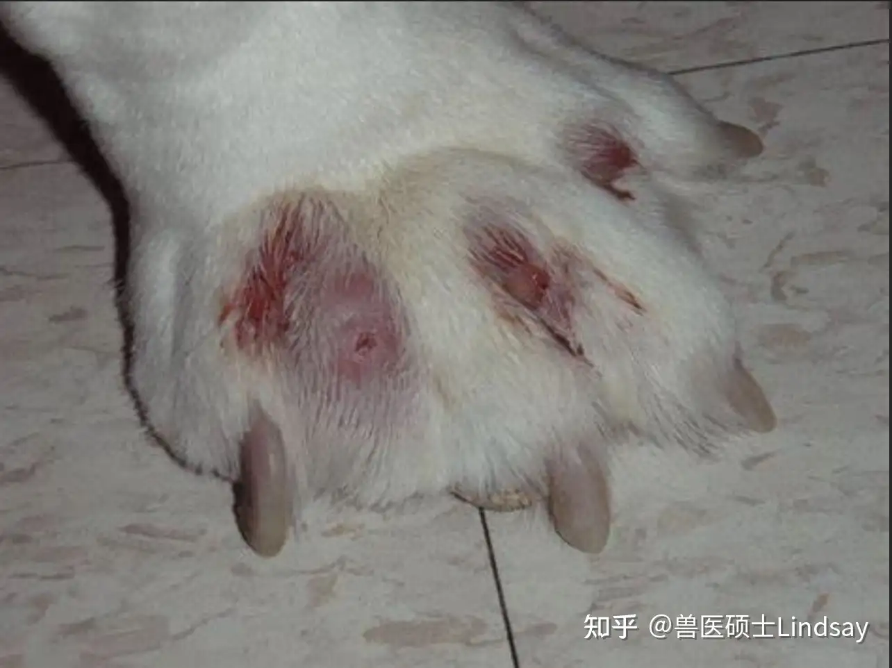 犬趾间疖病 趾间囊肿 知乎