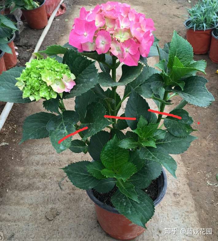 蓝妖 绣球花的修剪方法图解 好这2个细节 来年开花多又大 知乎
