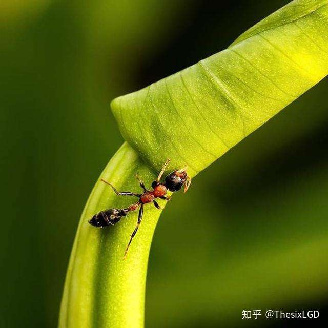 宠物蚂蚁 红黑细长蚁 产自我国本土的 子弹蚁 知乎