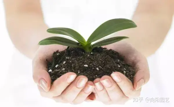 盆栽花卉用土学问大 一篇小文章教你识土 更专业的用土 知乎