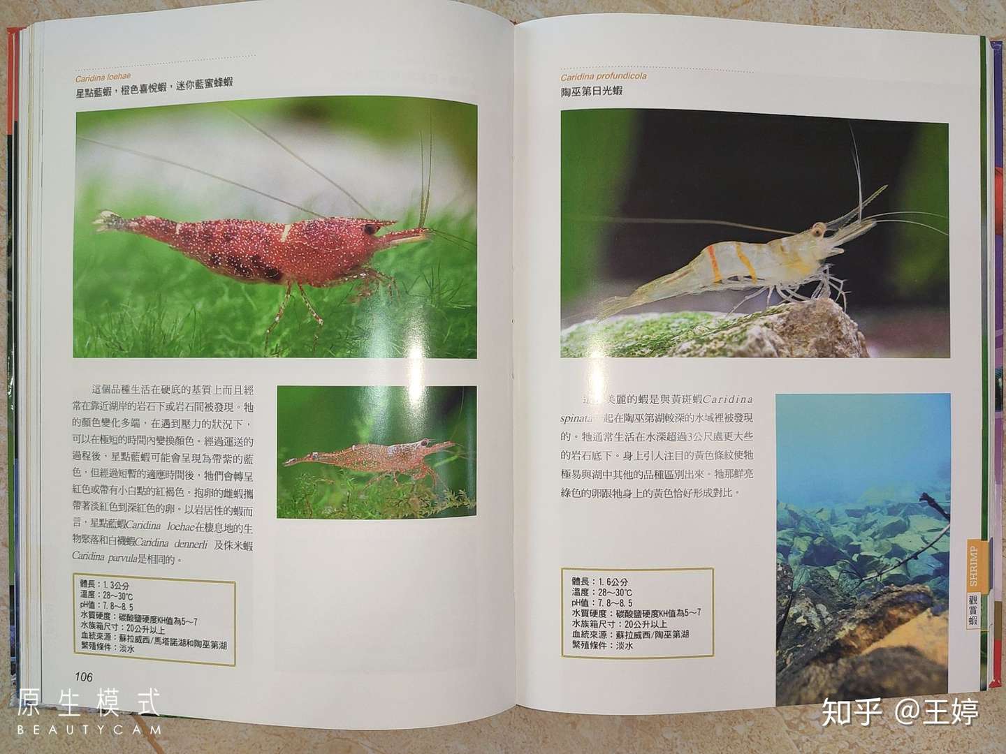 观赏无脊椎动物 淡水观赏虾 螯虾 观赏蟹 螺贝类 知乎 观赏无脊椎动物 淡水观赏虾 螯虾 观赏蟹 螺贝类 知乎