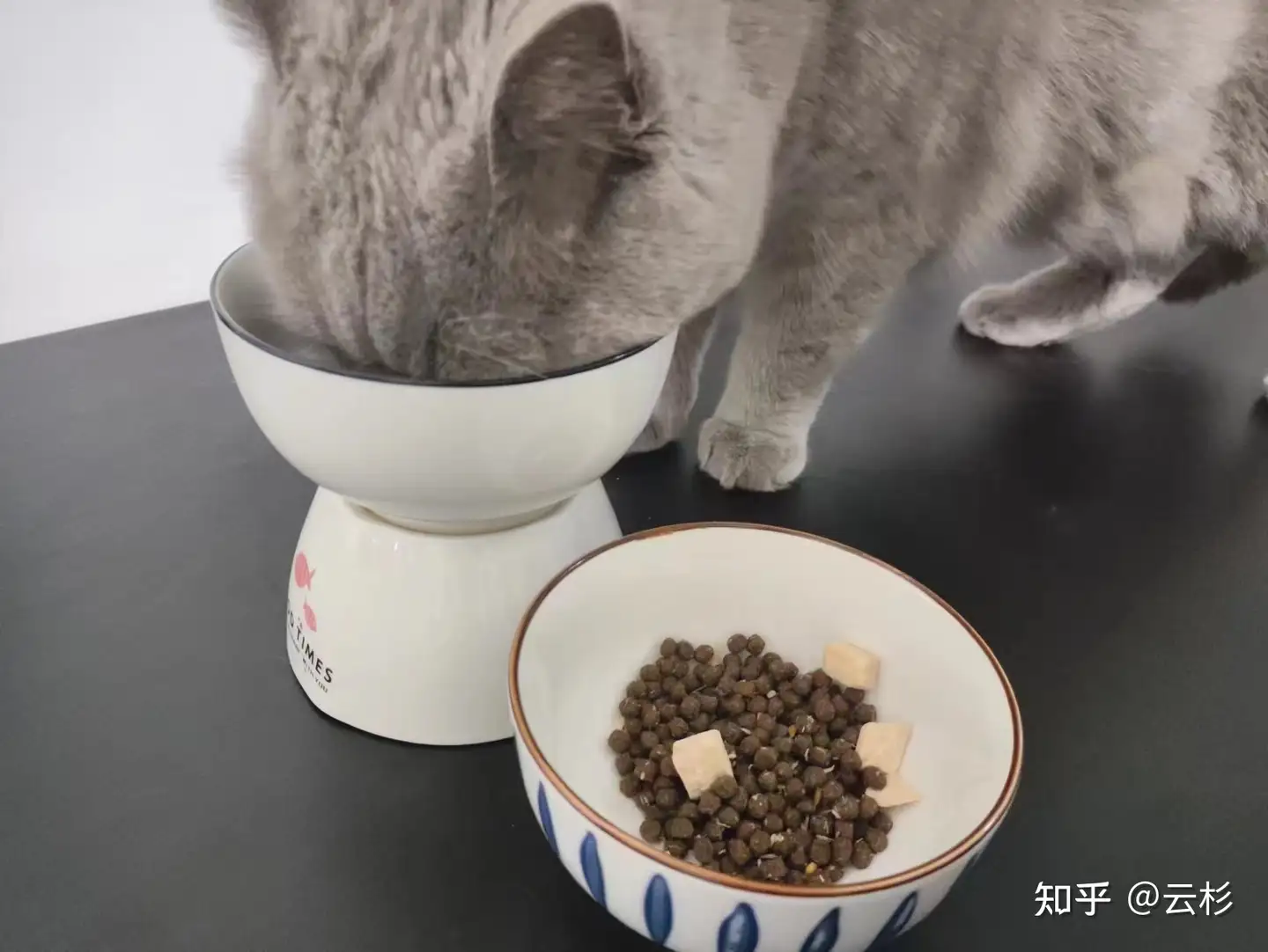 第一次养猫怎么办？2023保姆级科学养猫指南- 知乎