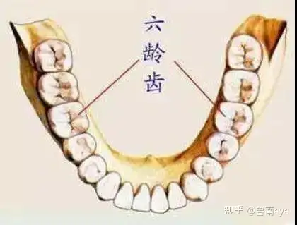 叫"第一恒磨牙",是指儿童生长的第1个恒磨牙,即第一大臼齿(俗称大牙)