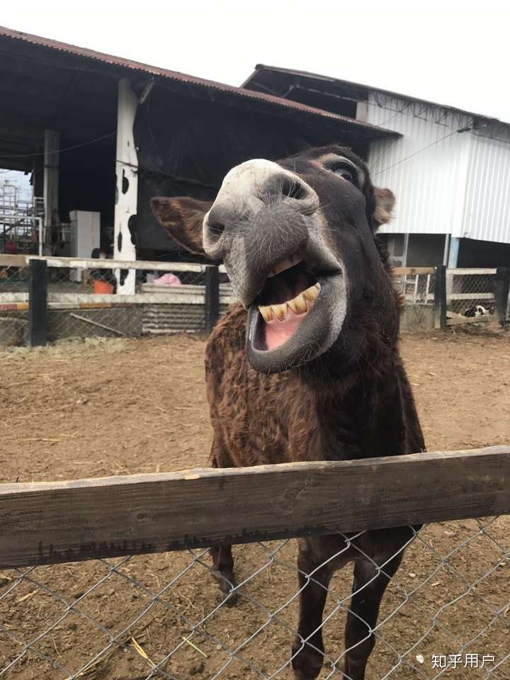 为什么大部分人笑时会发出类似于猪打嗝的驴/鹅叫?