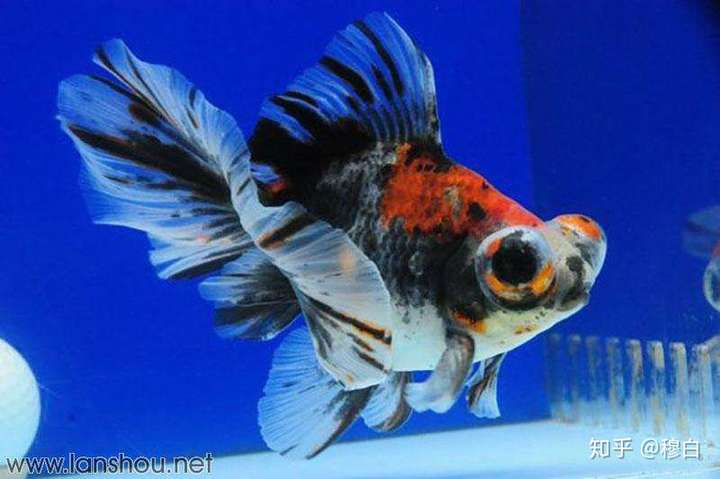 你们见过那种眼睛鼓起来的金鱼吧,就是眼睛在两边像灯泡一样的鱼