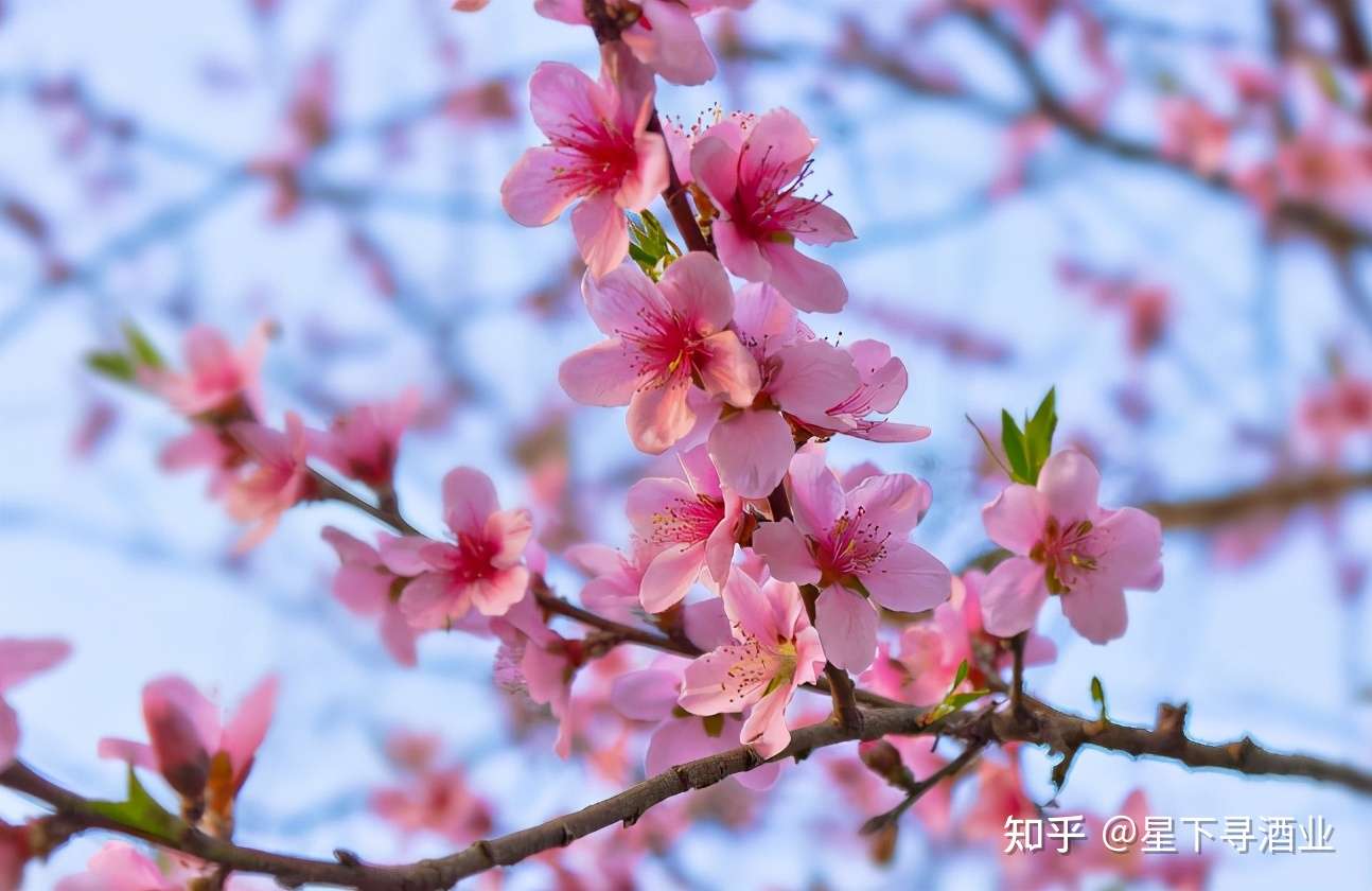 初春 来杯酒吧 知乎