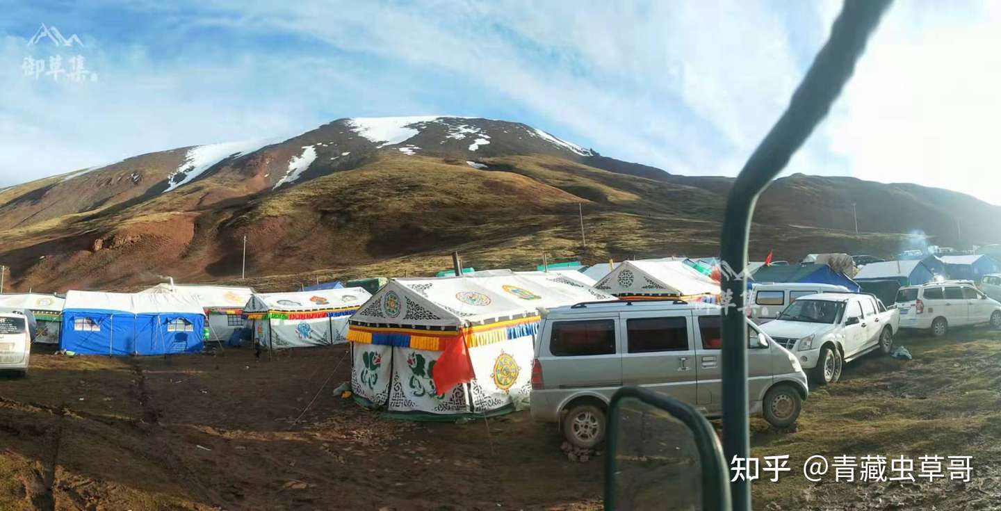 正宗杂多野生冬虫夏草明天开挖 快来学习鲜草正确保存方法 知乎