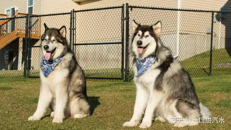 阿拉斯加犬为什么会口臭 出现时就要注意了 知乎