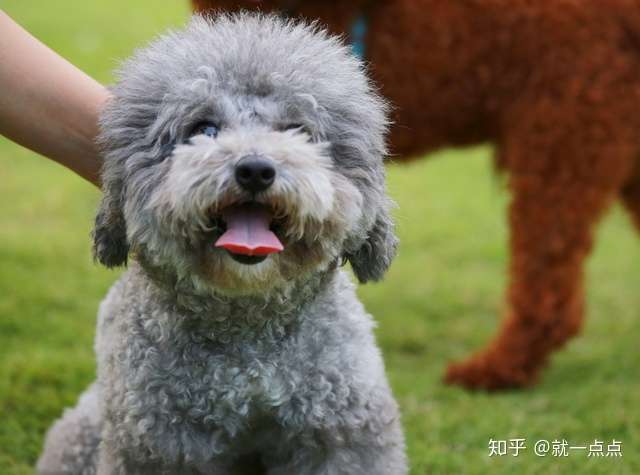 灰色贵宾犬为什么比较 受欢迎 看完后 我也想养一只了 知乎