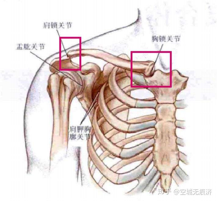 肩胛骨在哪儿图片图片