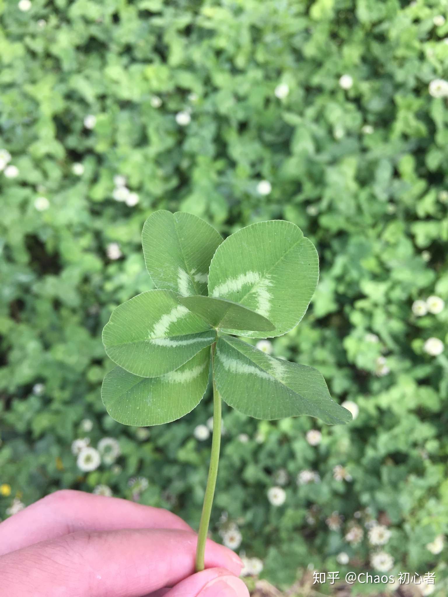 看到有人发四叶草五叶草,来个六叶草.