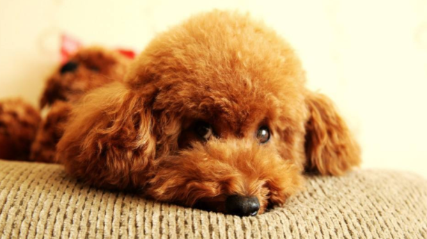 Morgreen 狗狗夏天要不要剃毛呢 听听专业的 知乎